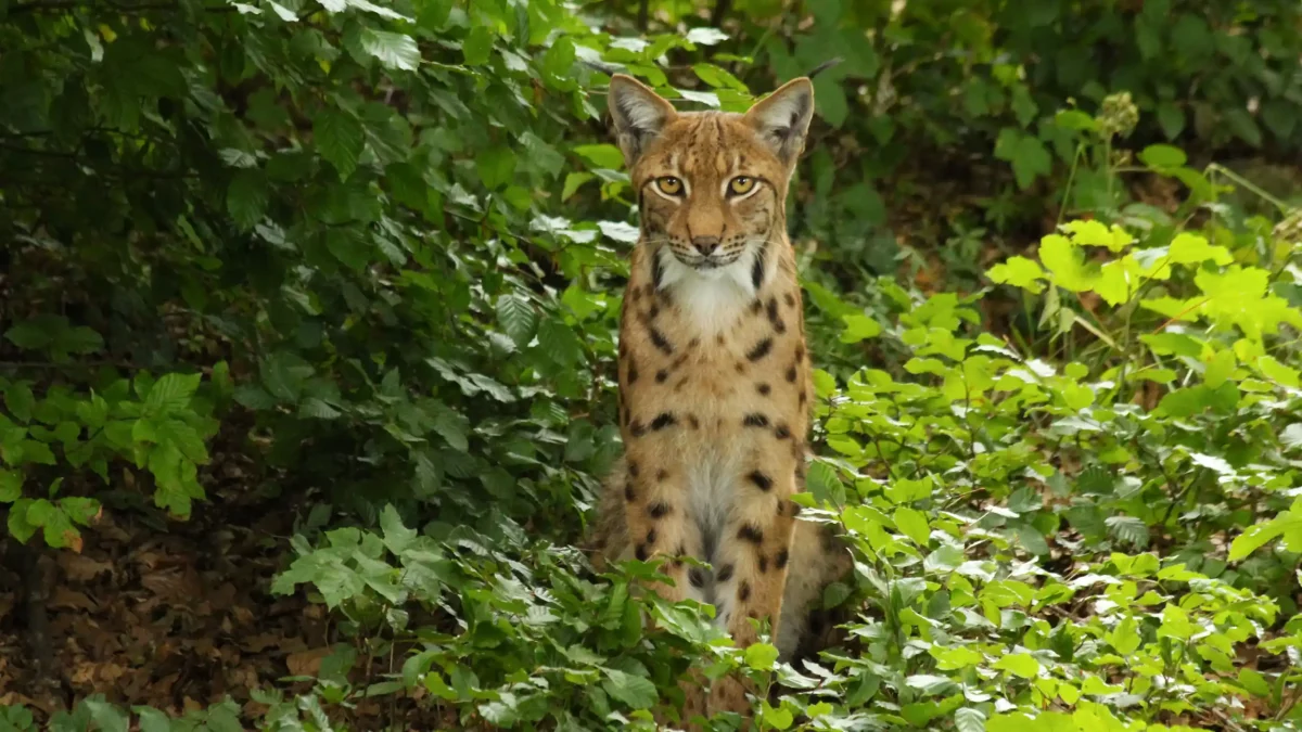 Zoo de la Garenne