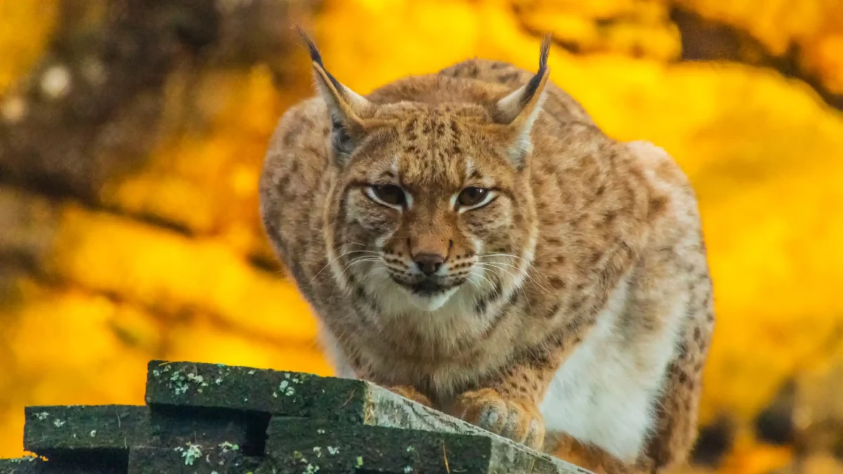 Zoo des Marécottes